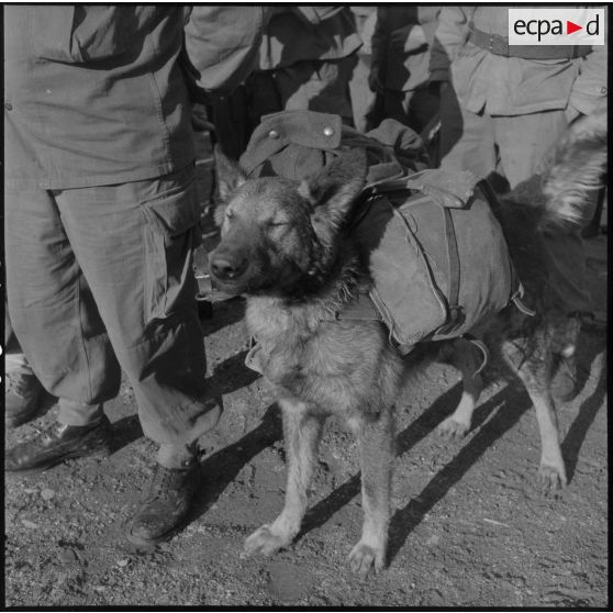 Chien de la 3e compagnie du 2e régiment de zouaves (RZ) après un exercice à Arzew.