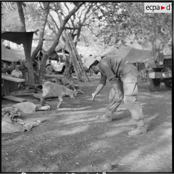 Légionnaire du 5e REI (régiment étranger d'infanterie) tentant d'approcher un mouton au cantonnement de Nedroma.