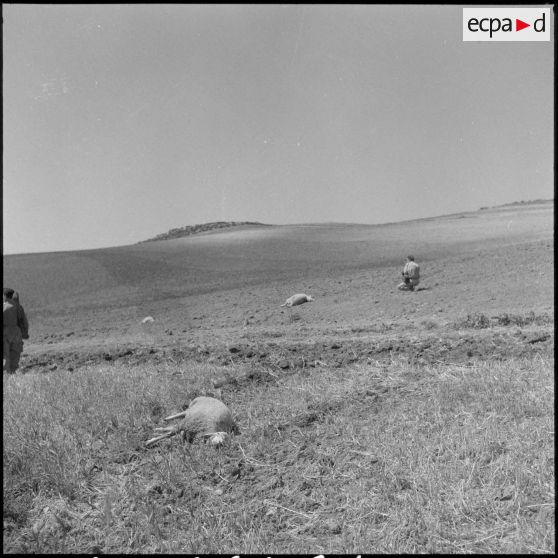 Bétail tué lors d'un incendie commis par le FLN dans une ferme française dans la région d'Oran.