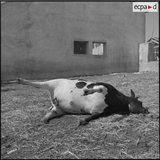 Vache tuée lors d'un incendie commis par des indépendantistes dans une ferme française dans la région d'Oran.