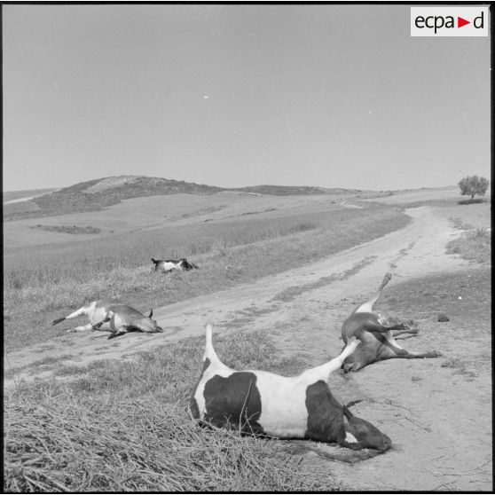 Vaches tuées lors de l'incendie commis par le FLN dans une ferme française de la région d'Oran.