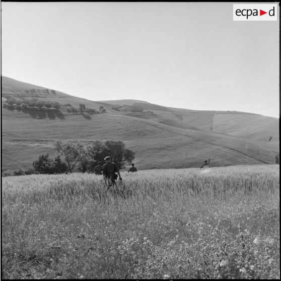 Patrouille des soldats du 1e REP (régiment étranger de parachutistes) dans la région d'Aïn Temouchent.