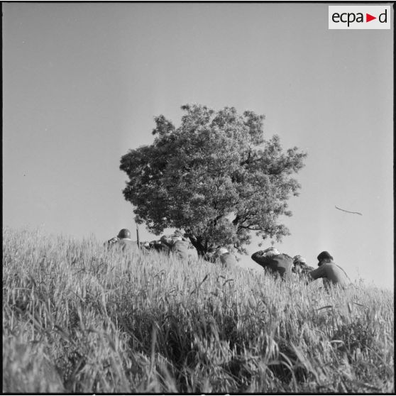 Arrestation de suspects algériens par le 2e BZ (bataillon de zouaves) lors d'une opération dans des champs de la région d'Aïn Temouchent.