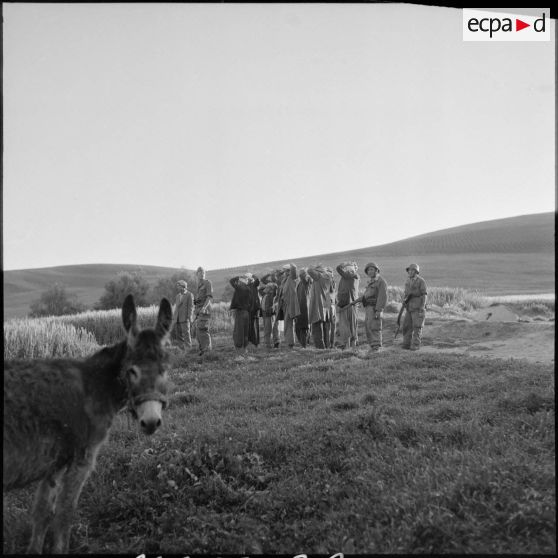 Arrestation de suspects algériens par le 2e BZ (bataillon de zouaves) lors d'une opération dans des champs de la région d'Aïn Temouchent.