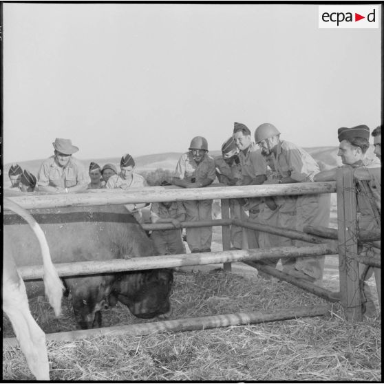 Les rappelés de la 20e DI (division d'infanterie) s'intéressent au cheptel de la ferme Bastos.