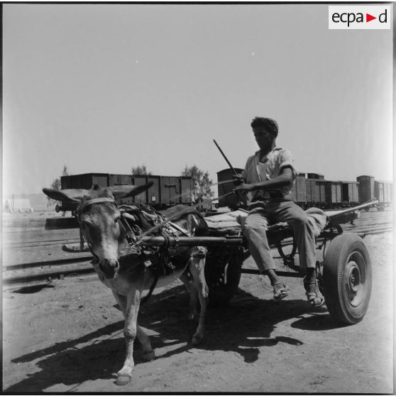 Un paysan sur une charrette, dans les environs de Colomb Béchar.