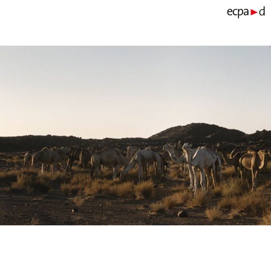 Dider. [légende d'origine]