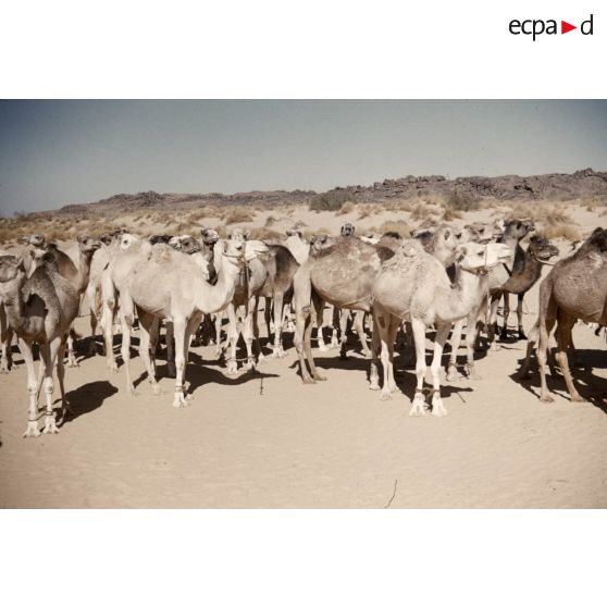 Tin Keouene. [légende d'origine]