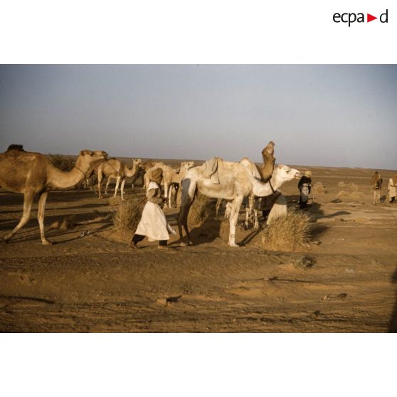 Dider. [légende d'origine]