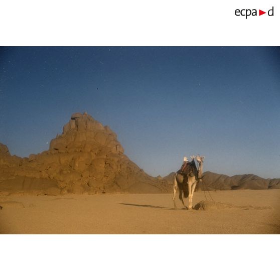 Pied Assakao. [légende d'origine]