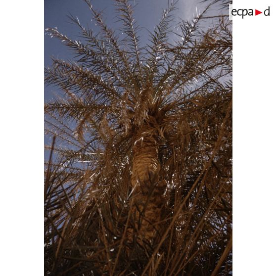 Hi Bouraret. [légende d'origine]