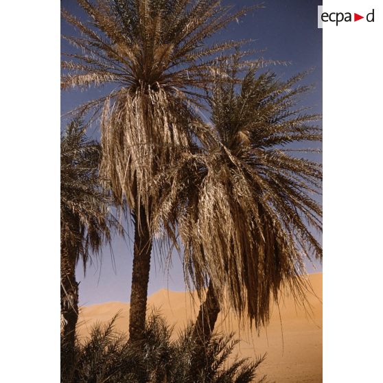 Hi Boughaghet. [légende d'origine]