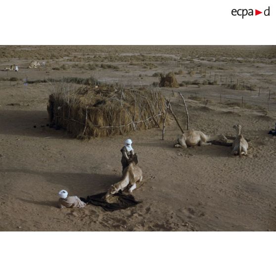 [Algérie, 1958-1961. Dromadaires d'un peloton méhariste mangeant de l'orge dans un désert.]