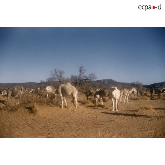 [Algérie, 1958-1961. Dromadaires d'un peloton méhariste.]
