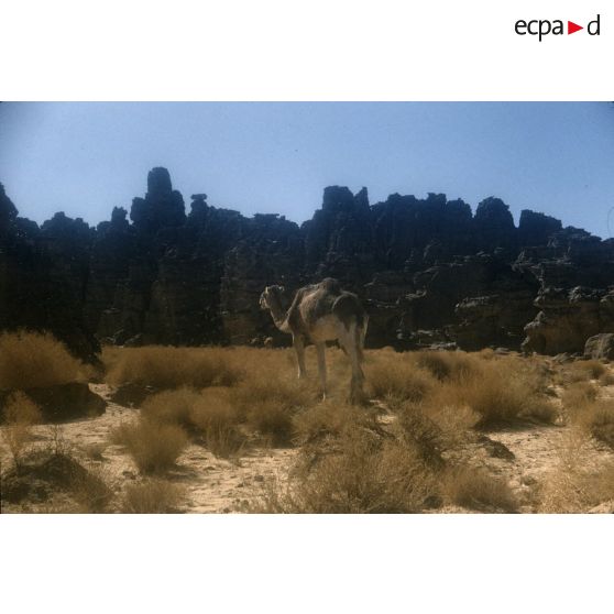 [Algérie, 1958-1961. Dromadaire d'un peloton méhariste.]