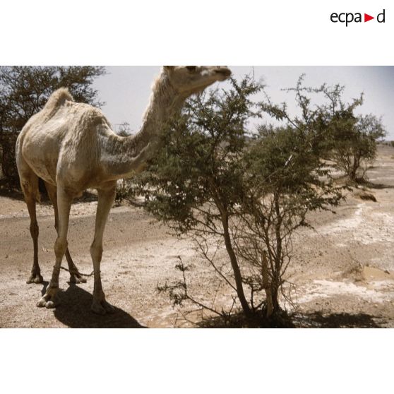 [Algérie, 1958-1961. Dromadaire d'un peloton méhariste.]