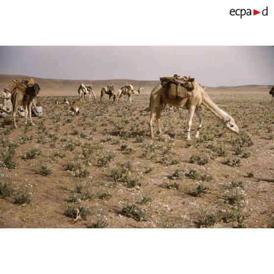 Tihemboka. [légende d'origine]