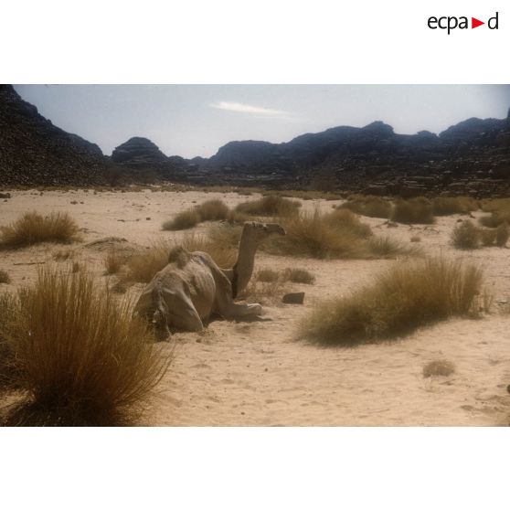 Avant Assakao. [légende d'origine]