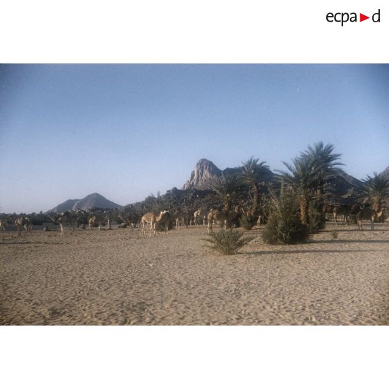 [Algérie, 1958-1961. Dromadaires d'un peloton méhariste.]