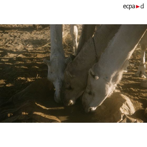 [Algérie, 1958-1961. Dromadaires d'un peloton méhariste buvant de l'eau.]