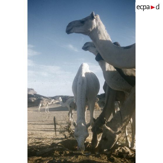 [Algérie, 1958-1961. Dromadaires d'un peloton méhariste buvant de l'eau.]