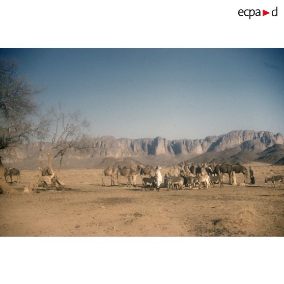 [Algérie, 1958-1961. Anes et dromadaires d'un peloton méhariste dans un désert.]