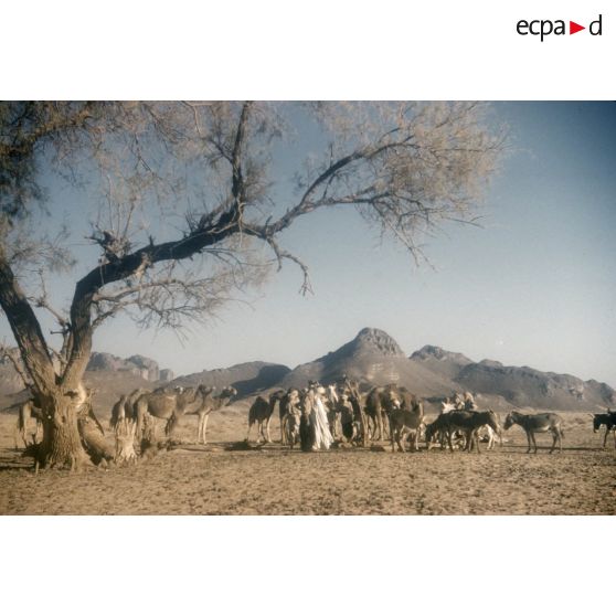 [Algérie, 1958-1961. Anes et dromadaires d'un peloton méhariste dans un désert.]