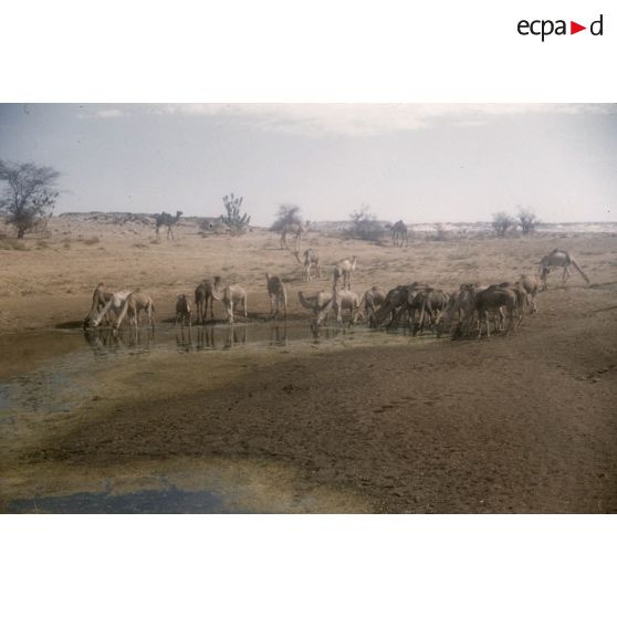 Guelta In Tsita. [légende d'origine]