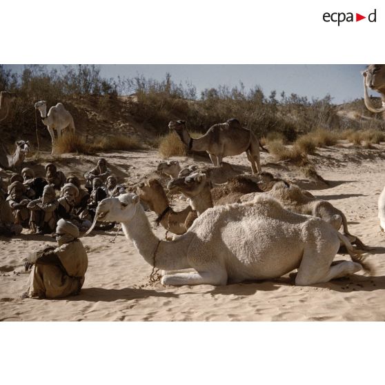 T[in] K[eouene]. [légende d'origine]