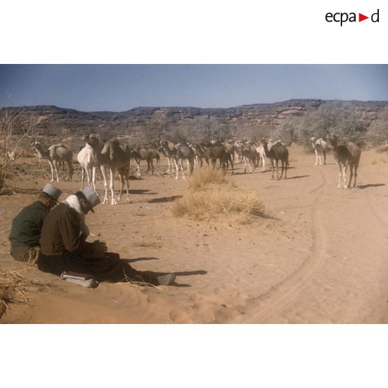 [Algérie, 1958-1961. Dromadaires et méharistes dans un désert algérien.]