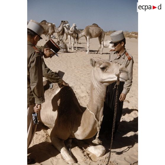 T[in] K[eouene]. [légende d'origine]