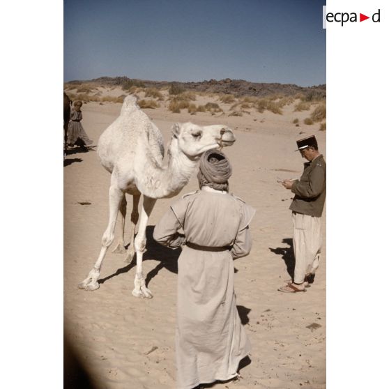 T[in] K[eouene]. [légende d'origine]