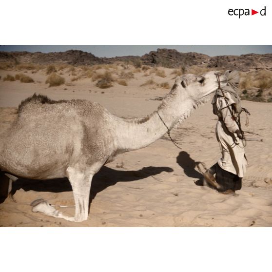 T[in] K[eouene]. [légende d'origine]