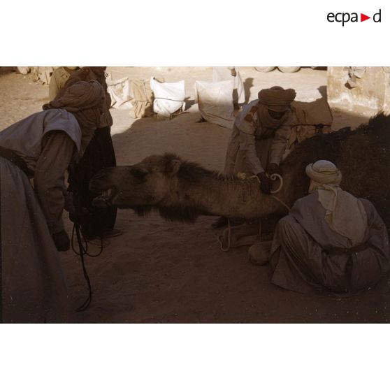 Tarat. [légende d'origine]