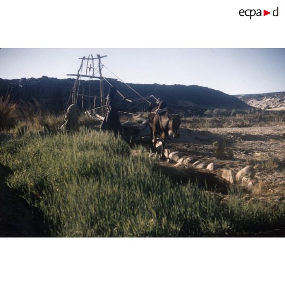 [Homme et boeuf faisant fonctionner un puits à balancier pour l'irrigation à Tamadjert (Algérie), 1958-1961.]