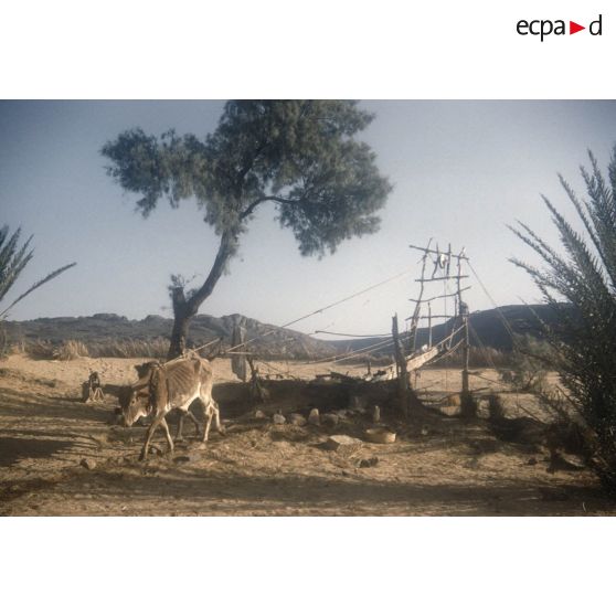 [Boeuf faisant fonctionner un puits à balancier pour l'irrigation à Tamadjert (Algérie), 1958-1961.]
