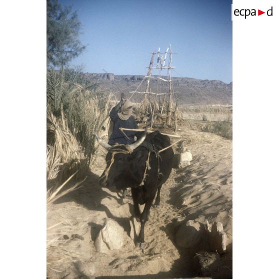 [Homme et boeuf faisant fonctionner un puits à balancier pour l'irrigation à Tamadjert (Algérie), 1958-1961.]