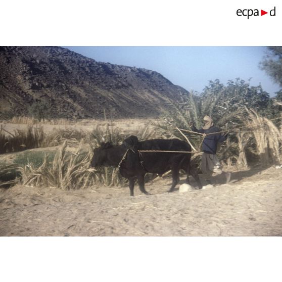 Tamadjert. [légende d'origine]