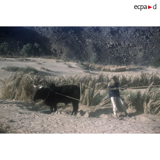 [Homme et boeuf faisant fonctionner un puits à balancier pour l'irrigation à Tamadjert (Algérie), 1958-1961.]