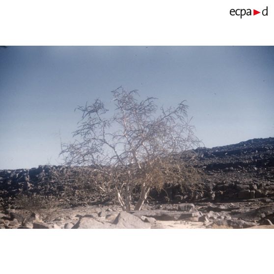 [Relief algérien, 1958-1961.]