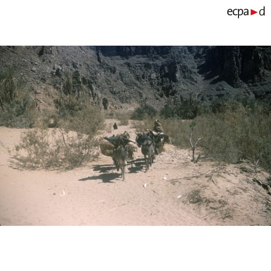 [Transport à dos d'ânes en Algérie, 1958-1961.]