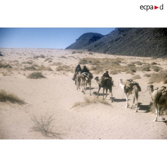[Un déplacement de nomades avec leurs dromadaires en Algérie, 1958-1961.]