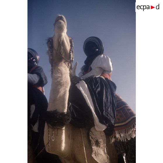 [Algérie, 1958-1961. Portrait d'un Touareg sur un dromadaire.]