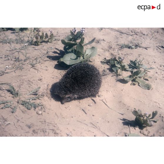 Hérisson. [légende d'origine]