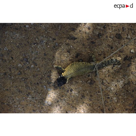 Dob. [légende d'origine]