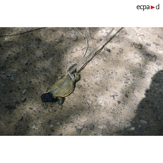 Dob. [légende d'origine]