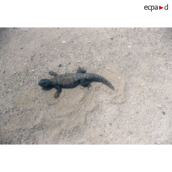 Dob. [légende d'origine]