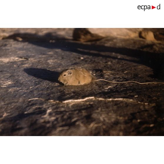 Gondilla. [légende d'origine]