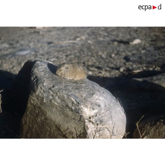 Gondilla. [légende d'origine]