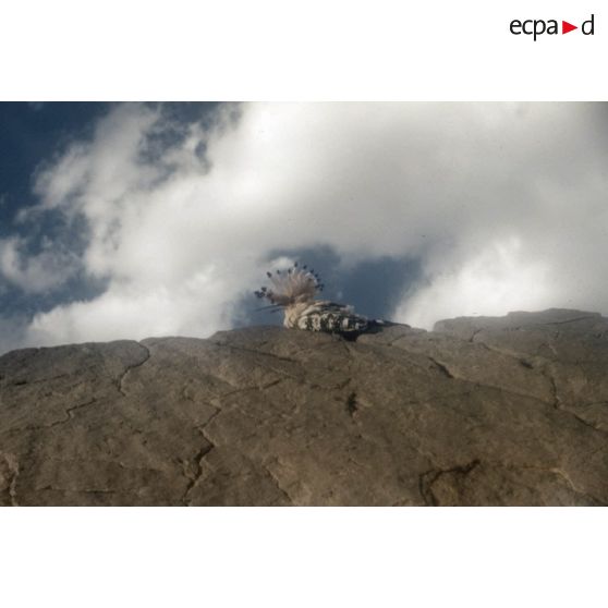 Oiseau. [légende d'origine]